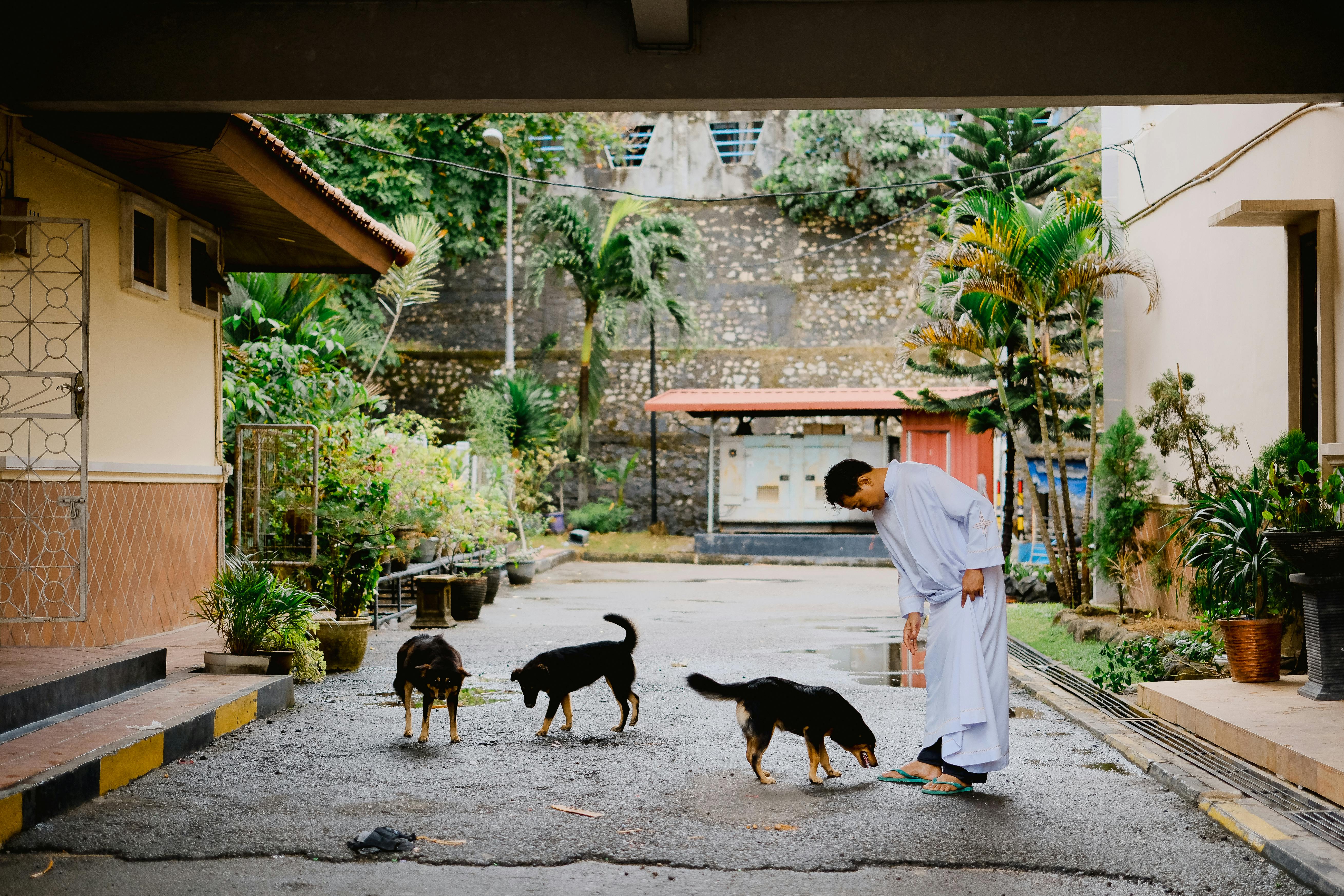 Animal Magnetism Attraction Of Spiritual Leaders Francis Story