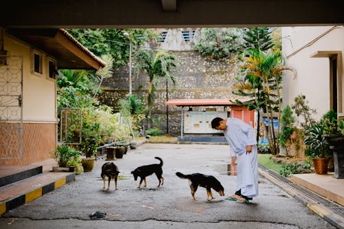 A man walking his dogs in a courtyard