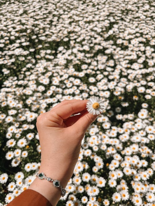 A person holding a daisy in their hand