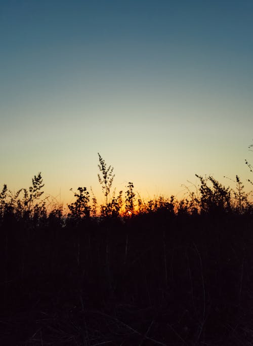 Ilmainen kuvapankkikuva tunnisteilla auringonlasku, ilta, kasvikunta