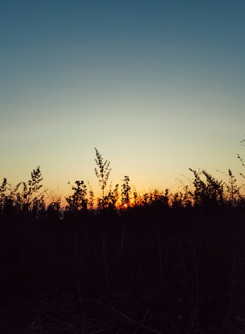 A sunset over a field with tall grass