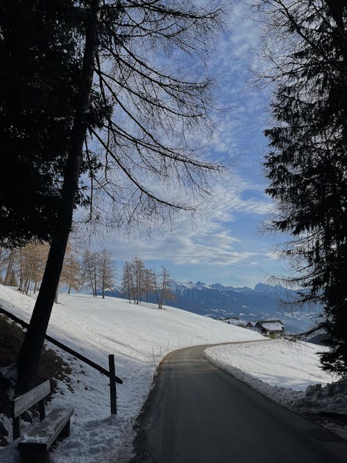 Foto d'estoc gratuïta de arbres, carretera, constipat