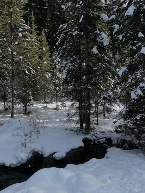 Foto d'estoc gratuïta de arbres, blanc, bosc