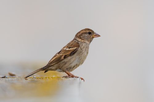 Free Detailed shot of a sparrow standing on a stone surface in natural surroundings. Stock Photo