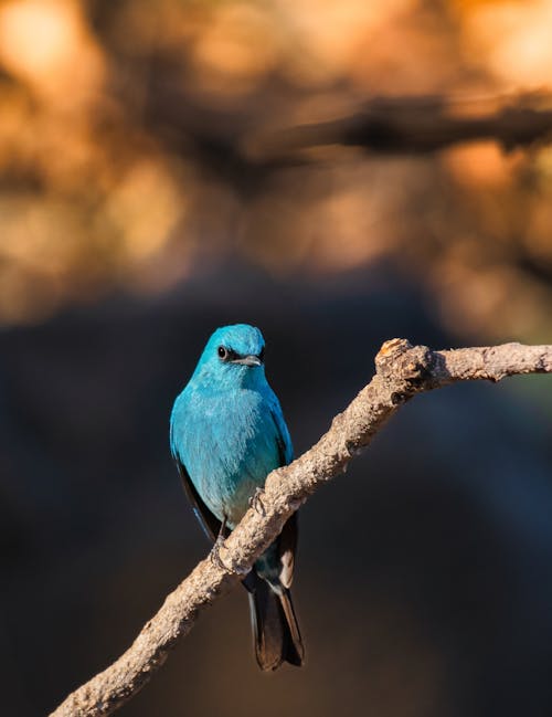 A blue bird sitting on a branch in the sun