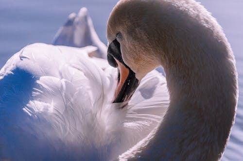 Close up of White Swan
