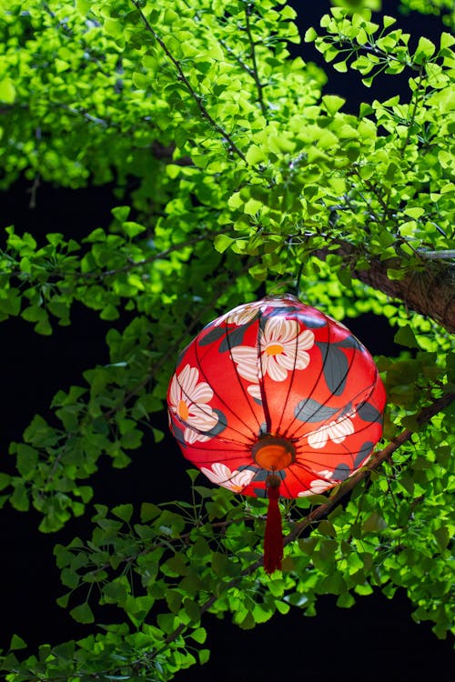 Gratis stockfoto met bladeren, boom, chinees nieuwjaar