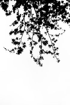 Artistic silhouette of maple branches against a white background. Ideal for nature and abstract themes.