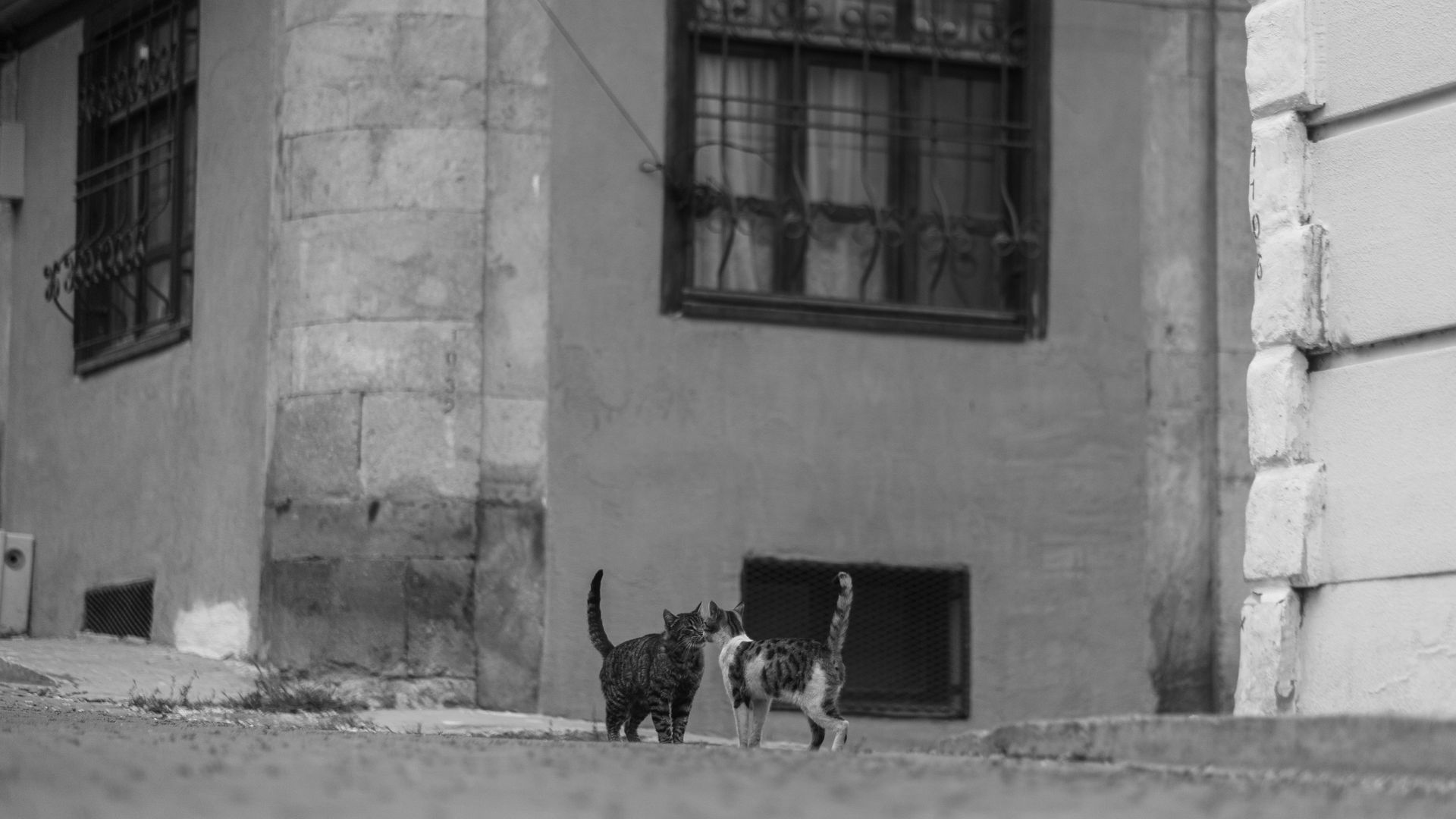 Cats on Street in Black and White