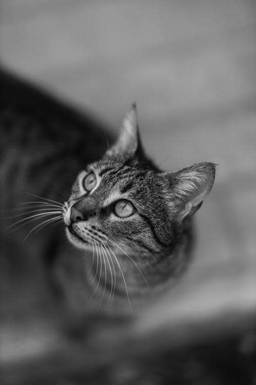 A black and white photo of a cat looking up