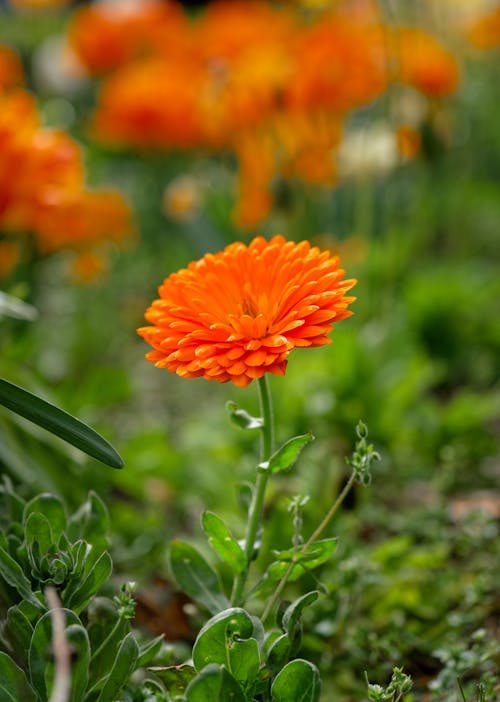Free stock photo of beautiful flower, bokeh, nature
