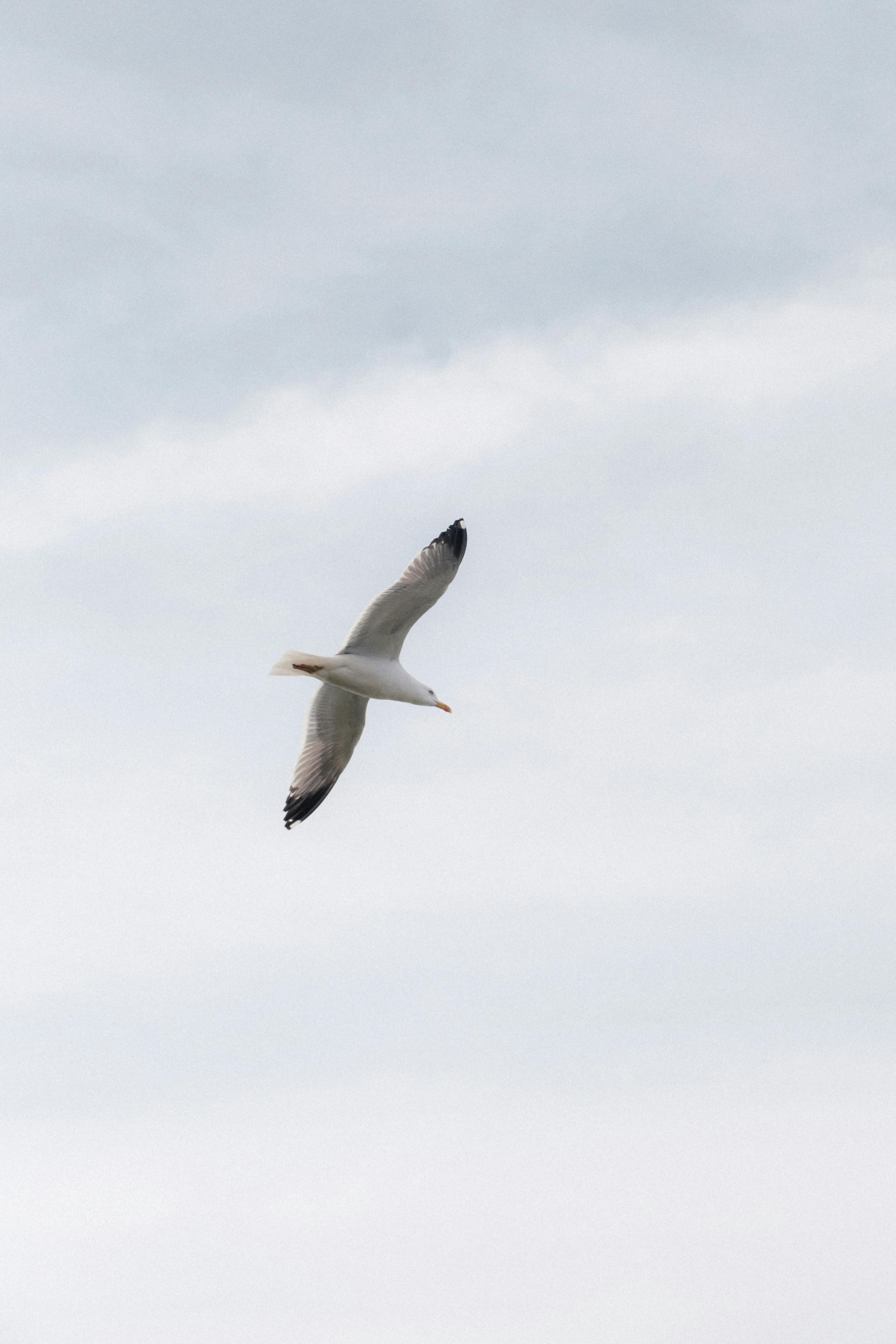 A lone seagull flying gracefully against a cloudy sky, showcasing freedom and nature.