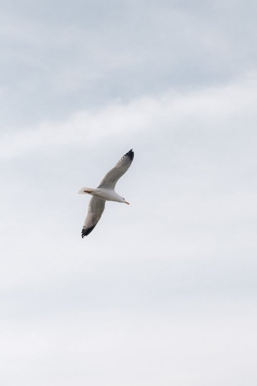 A seagull flying in the sky