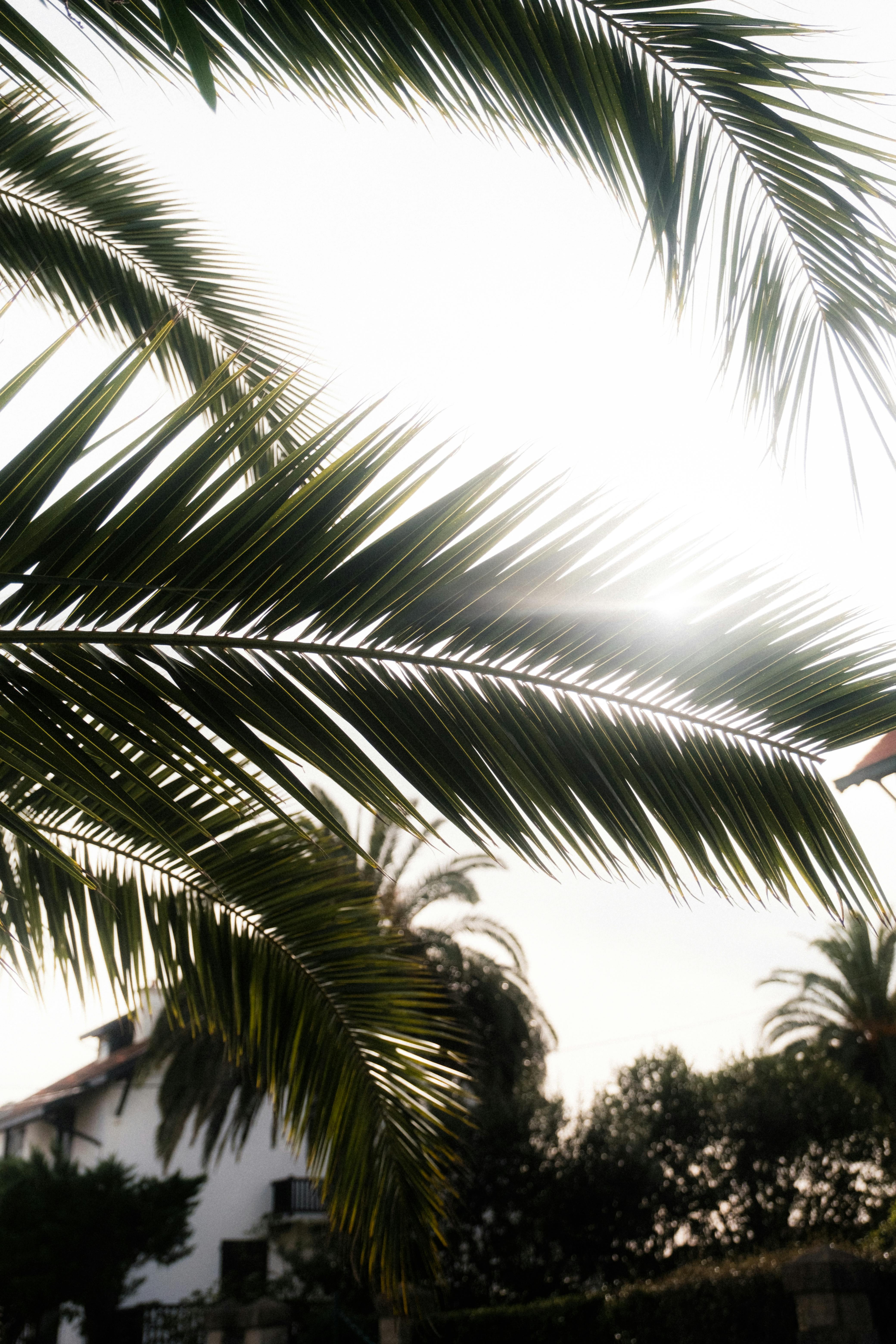 Tropical backlit view with sunlight streaming through palm tree fronds in a lush setting.