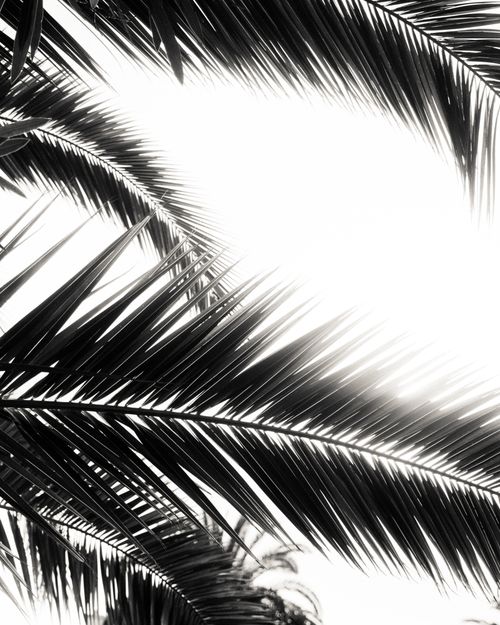 Free Artistic black and white capture of palm leaves against bright sunlight, creating bold patterns. Stock Photo