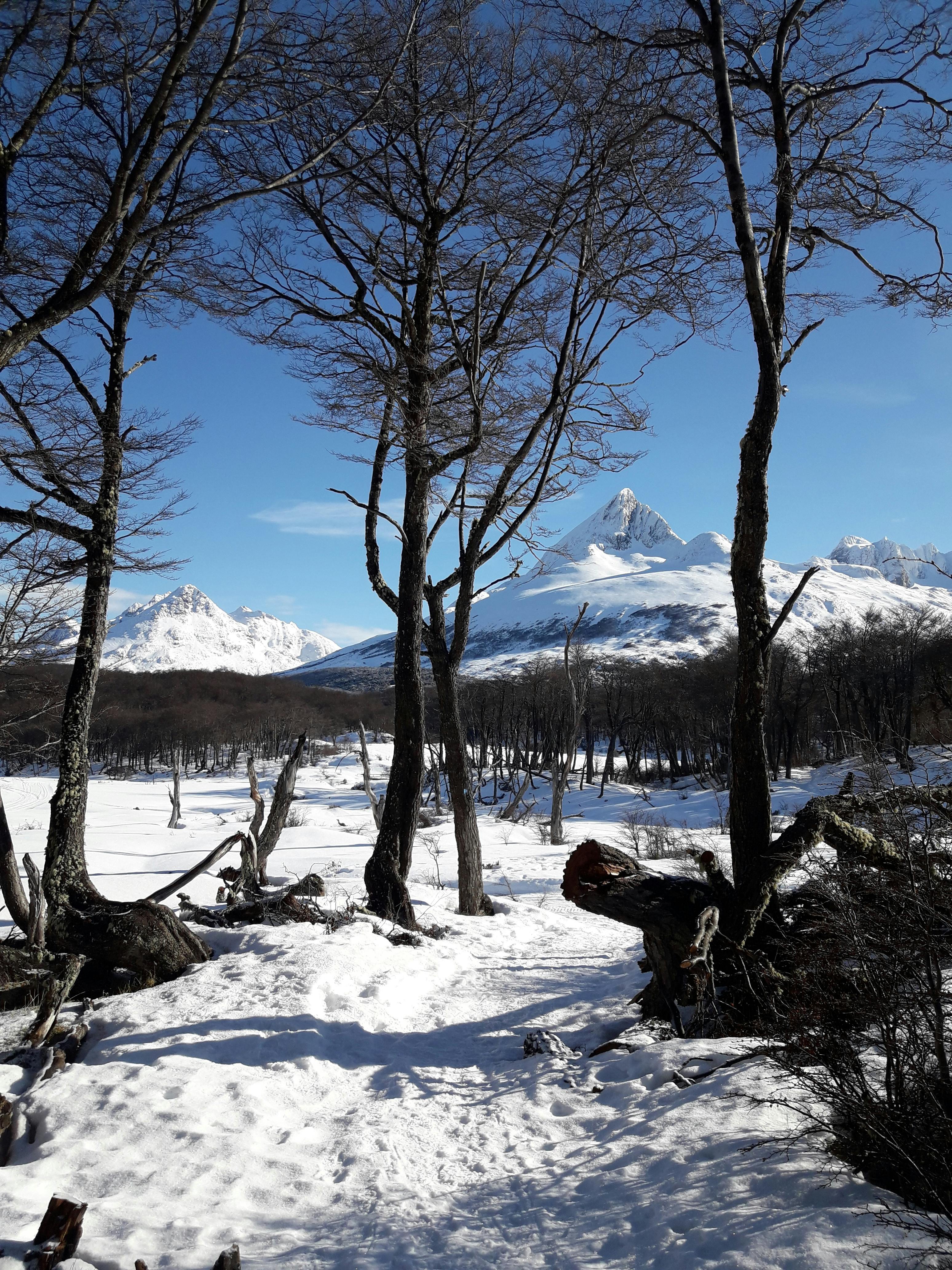 A serene snowy pathway through a forest with a mountain view in Ushuaia, Argentina.