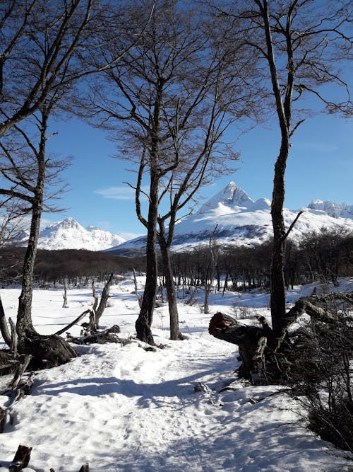 Foto profissional grátis de árvores, bico, cadeia de montanhas