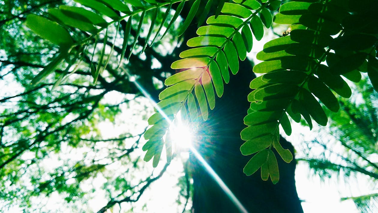 Free Low Angle Photography of Green Leaves Plant With Tall Forest Tree Stock Photo