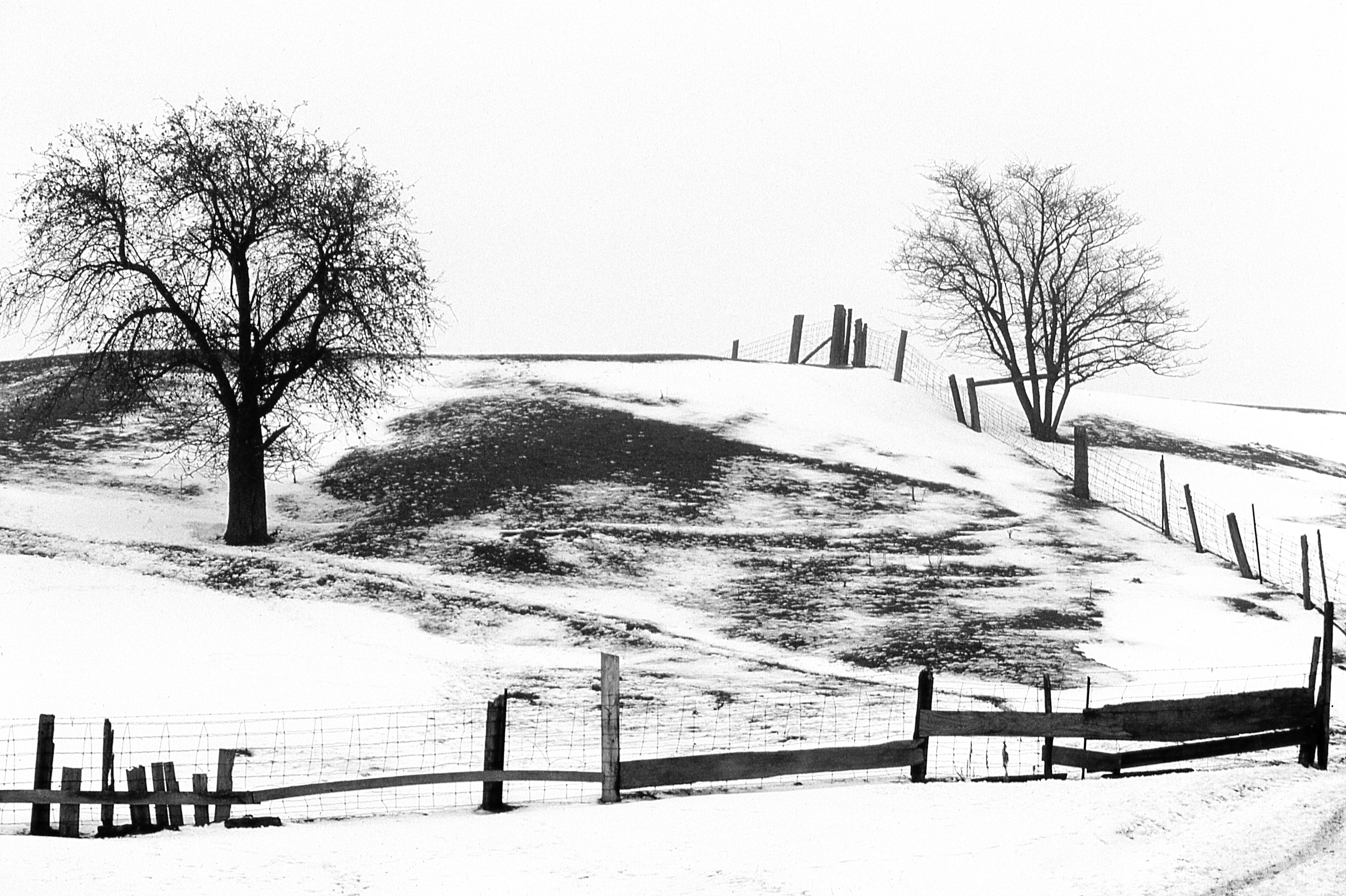 Empty Hill with Bare Trees in the Snow in Black and White · Free Stock ...