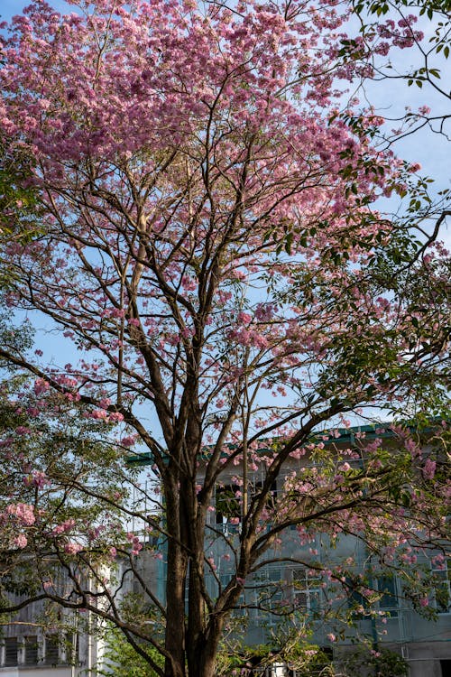 公園, 垂直拍攝, 增長 的 免費圖庫相片