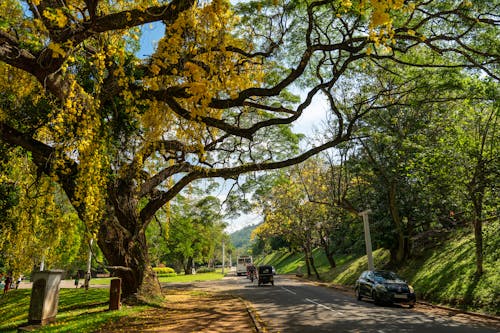 Foto profissional grátis de amarelo, árvores, automóveis