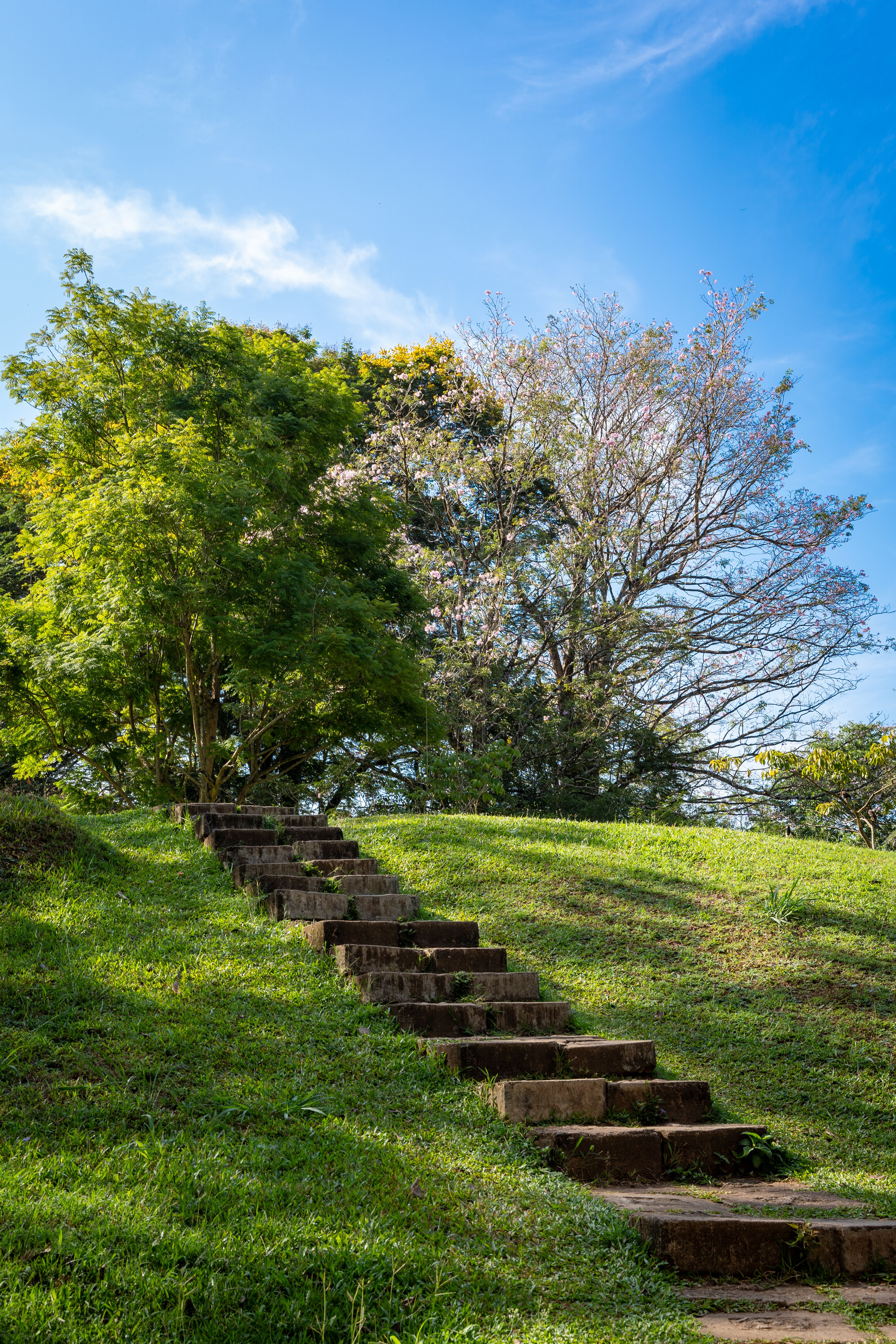 Man Walking on a Pathway · Free Stock Photo