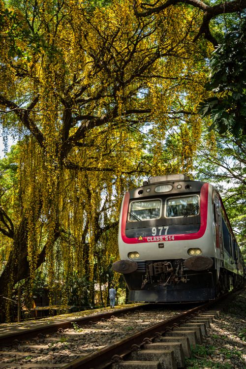 Tree By Train Trees Blossoms over Train on Railway · Free Stock Photo