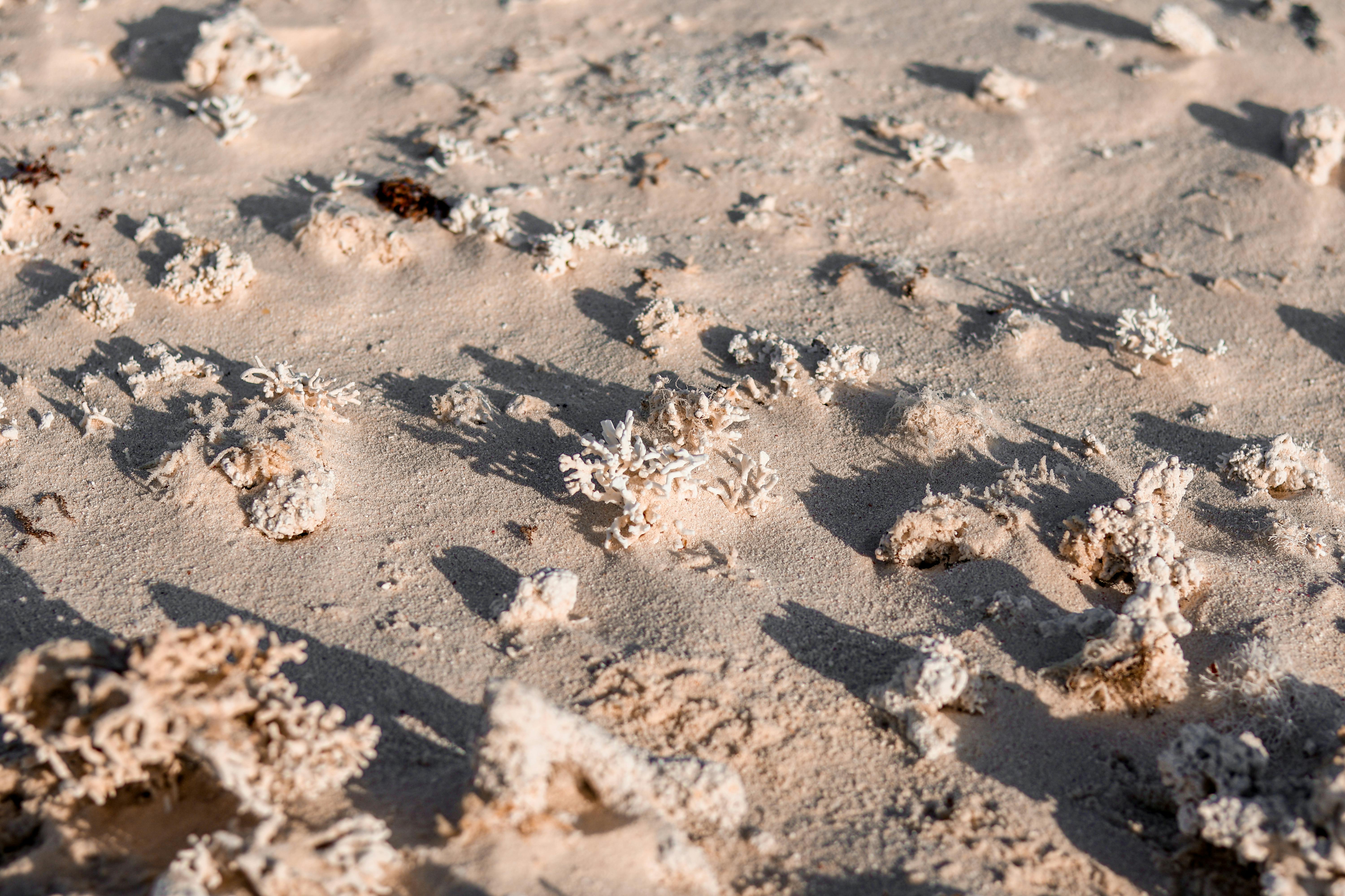 Detailed view of coral fragments casting shadows on sandy beach under sunlight.