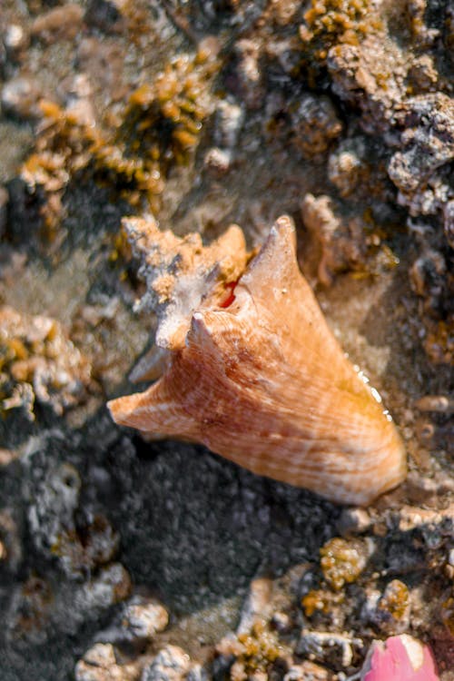 Free A small shell on the beach with a pink flower Stock Photo