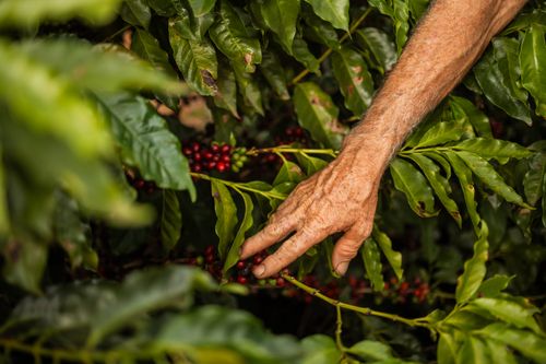 Free An elderly hand gently picks ripe coffee berries from a lush bush in Brazil. Stock Photo