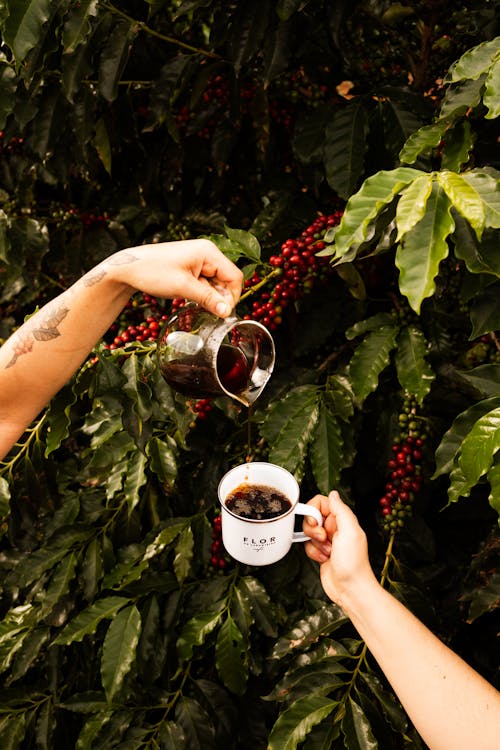 Café Na Plantção