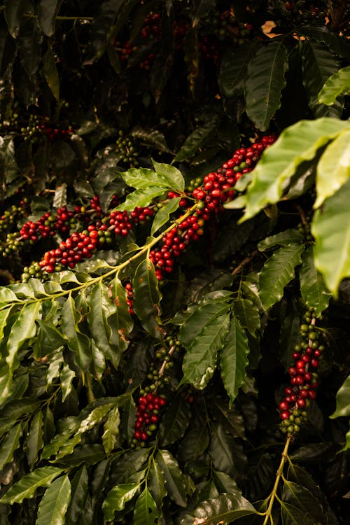 Branches with Robusta Coffee Beans 