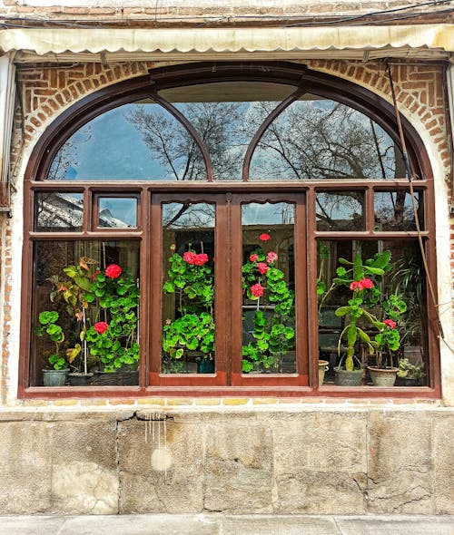 Gratis lagerfoto af blomster, bue, buer