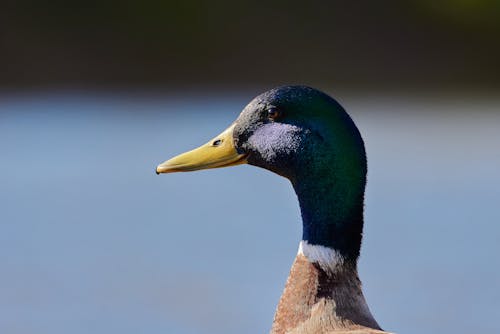 A close up of a duck's head with a blue background