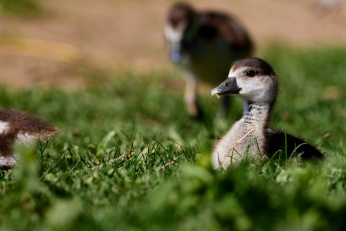 Free A group of ducklings enjoying the sun in a grassy field. Captured in vivid detail. Stock Photo