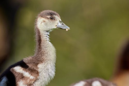 A small duck standing on a rock