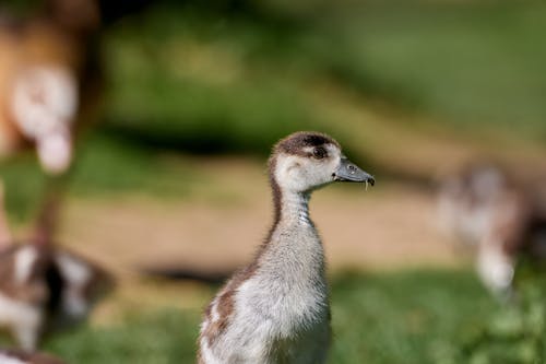 A small duck standing in the grass next to a bird