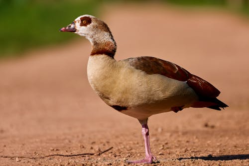 A brown and white bird standing on a dirt road