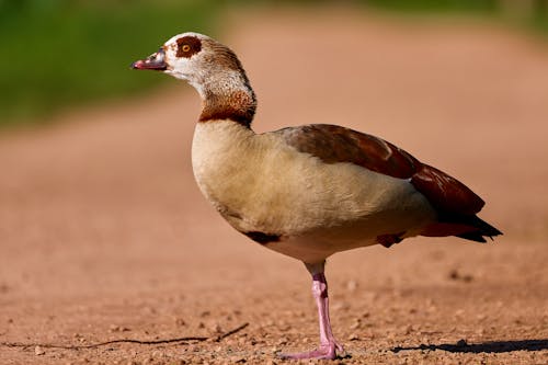 Kostenloses Stock Foto zu draußen, ente, feder