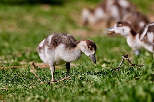 A small duckling standing on the grass