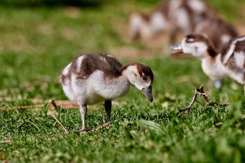 Free Adorable ducklings walking on vibrant green grass in a natural setting, captured with selective focus. Stock Photo