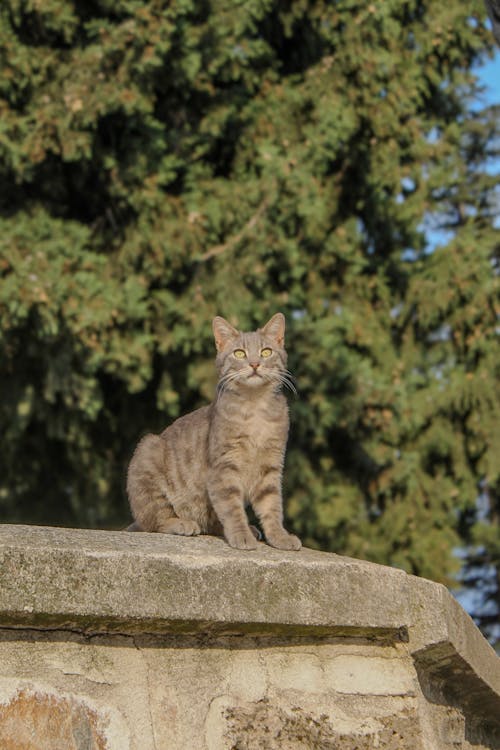 A cat sitting on top of a stone wall