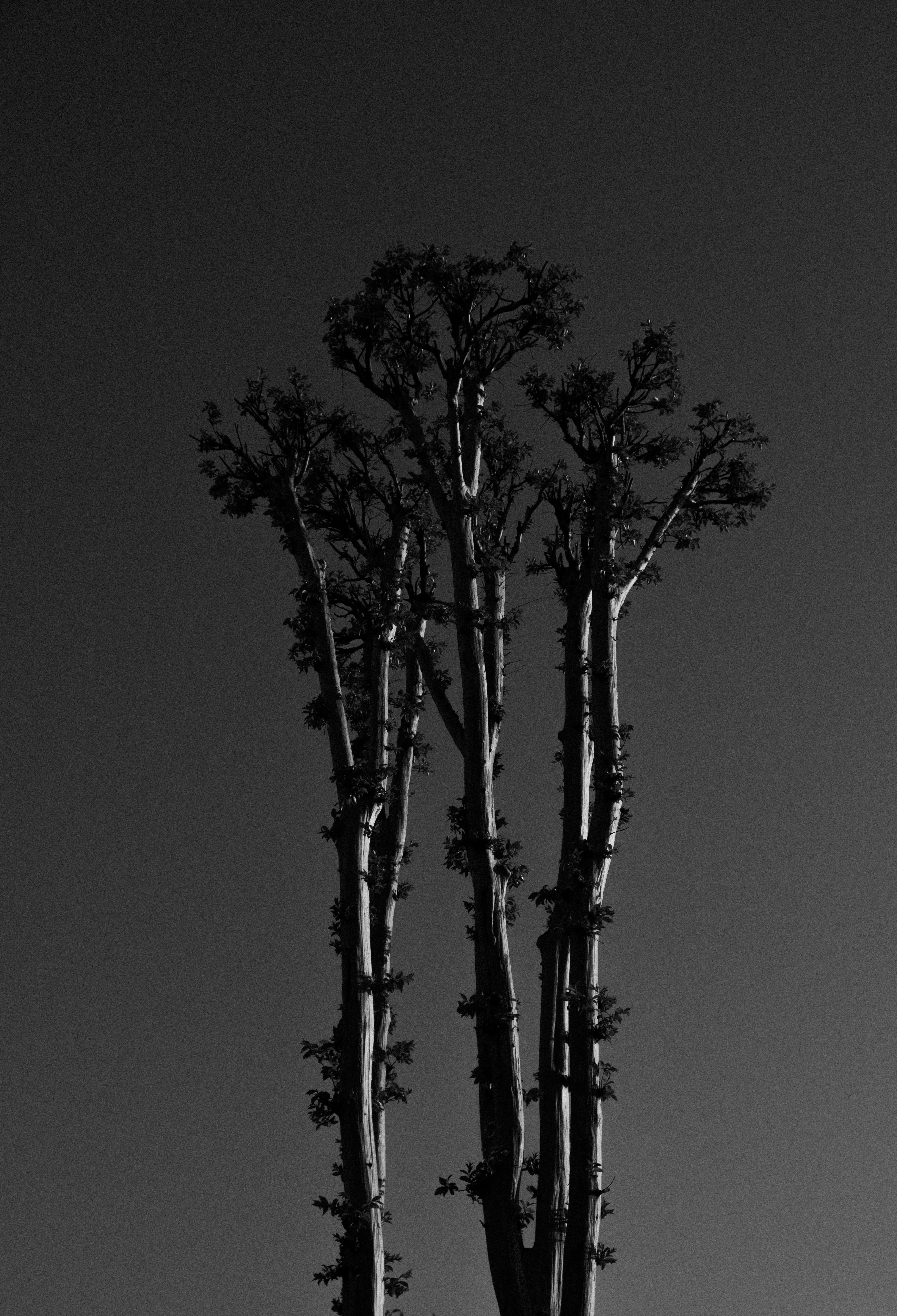 Vertical shot of silhouetted tall trees against the sky in black and white.