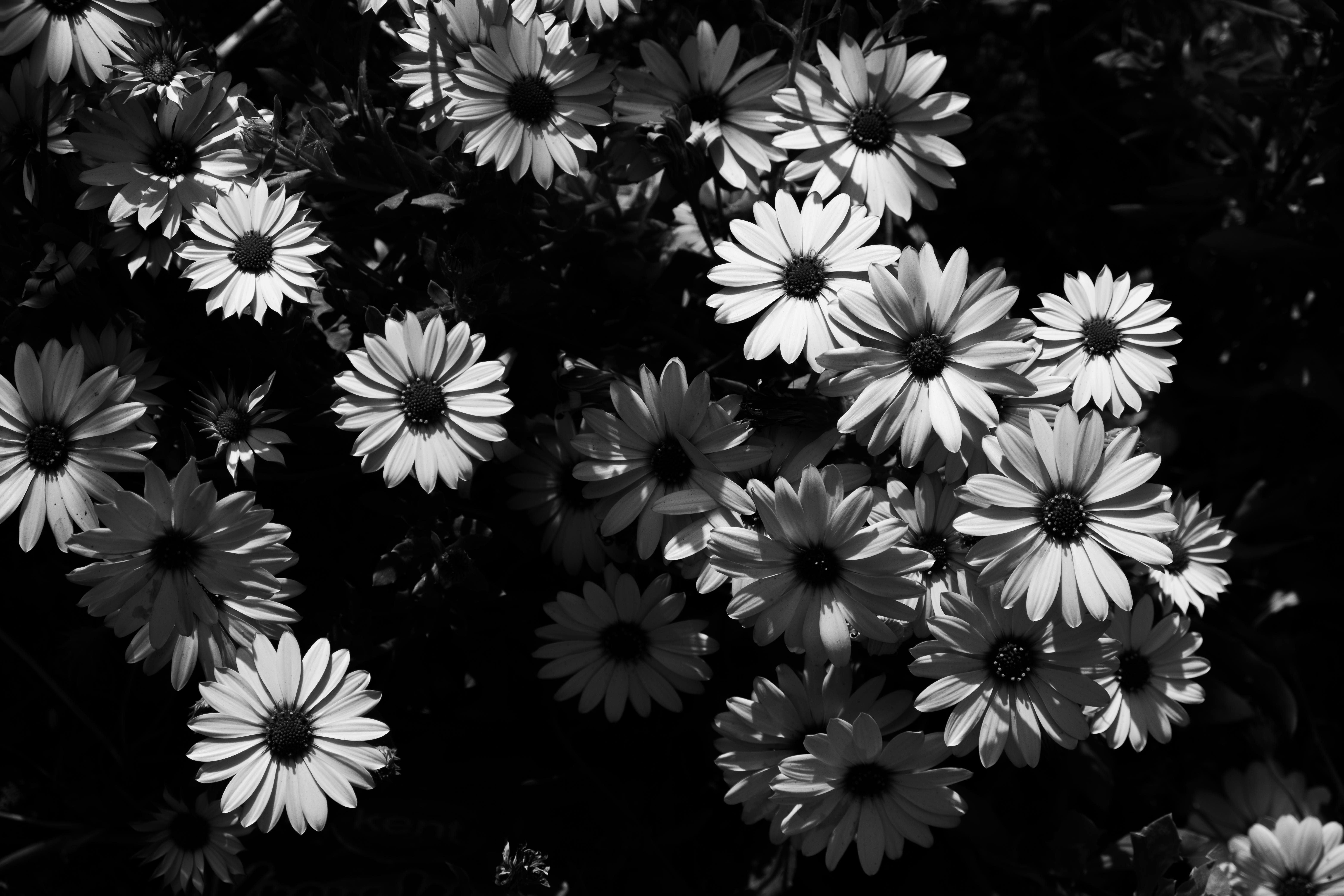 Artistic black and white photo capturing daisies in a serene meadow setting.