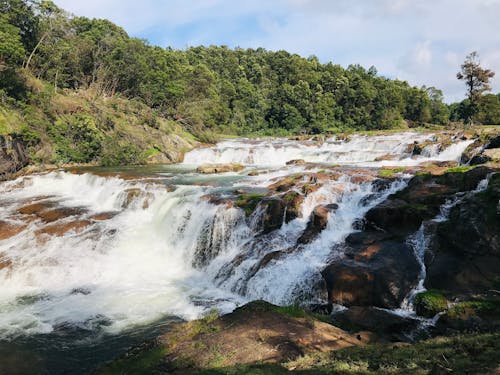 Fotos de stock gratuitas de arboles, bosque, cascada