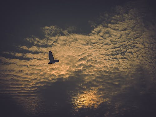 Kostnadsfri bild av fågel, moln, solnedgång
