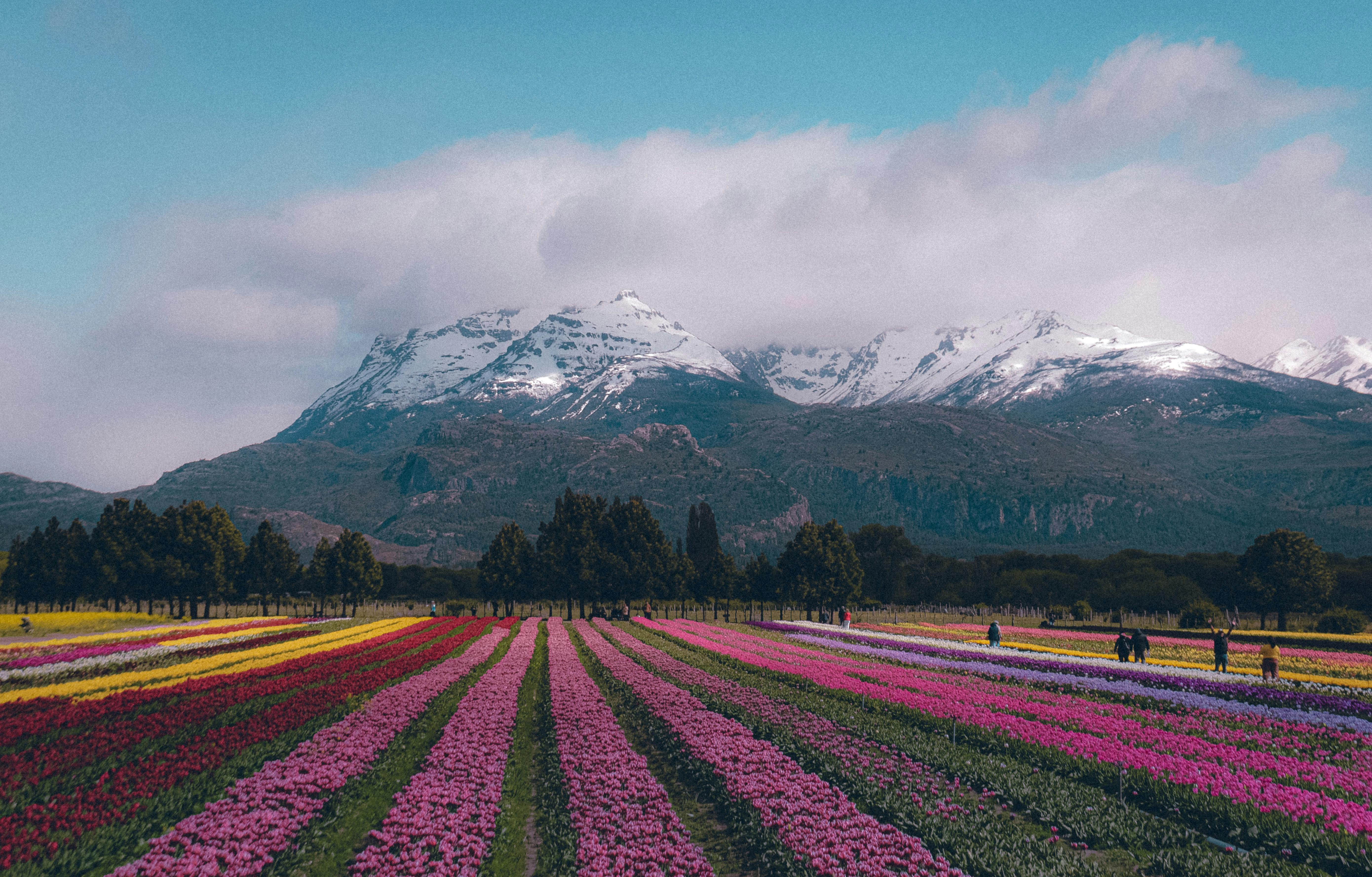 Colorful tulip fields stretch under the majestic Patagonian Andes mountains, offering a stunning scenic view.