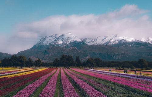 Gratis stockfoto met Argentinië, berg, bloem