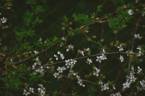 免費 白色花瓣花 圖庫相片