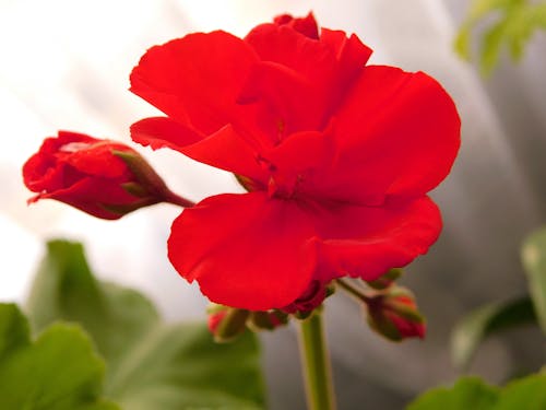 Gratis arkivbilde med geranium